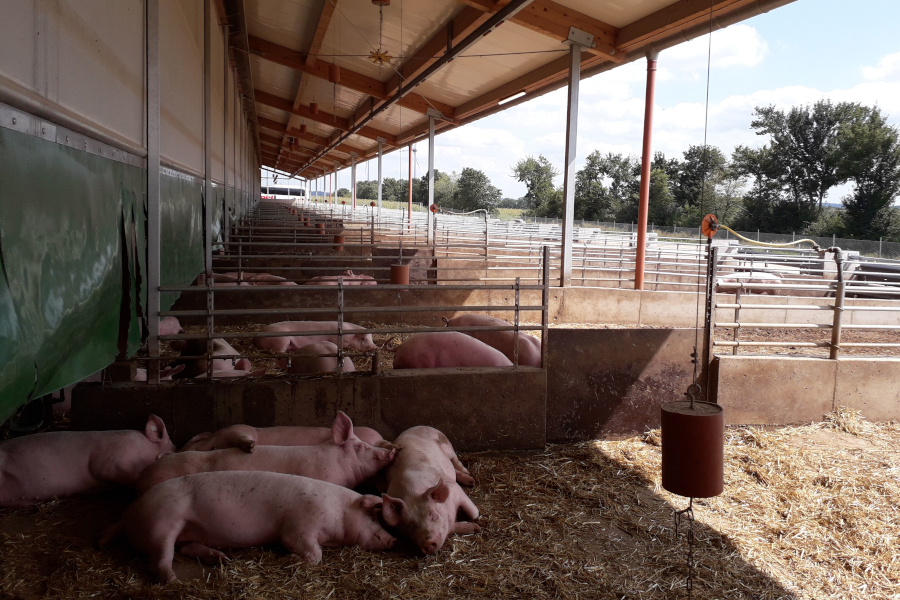 Schweineauslauf teilüberdacht
