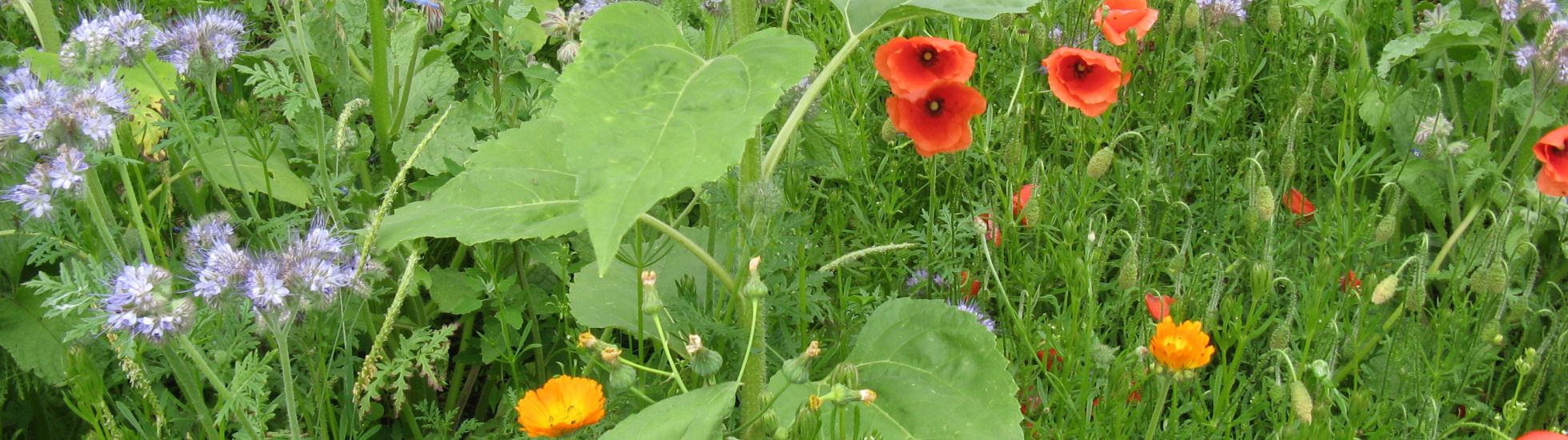 Begrünung Versuchsfeld Münzesheim 2010